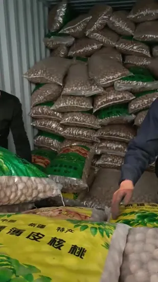 Freight Forwarder Air Cost Shipping From China to Egypt Door to Door 